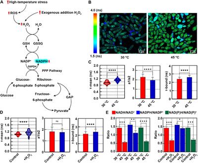 Fluorescence lifetime imaging of NAD(P)H upon oxidative stress in Kluyveromyces marxianus